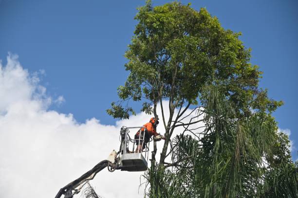 Best Tree Risk Assessment  in Sea Bright, NJ